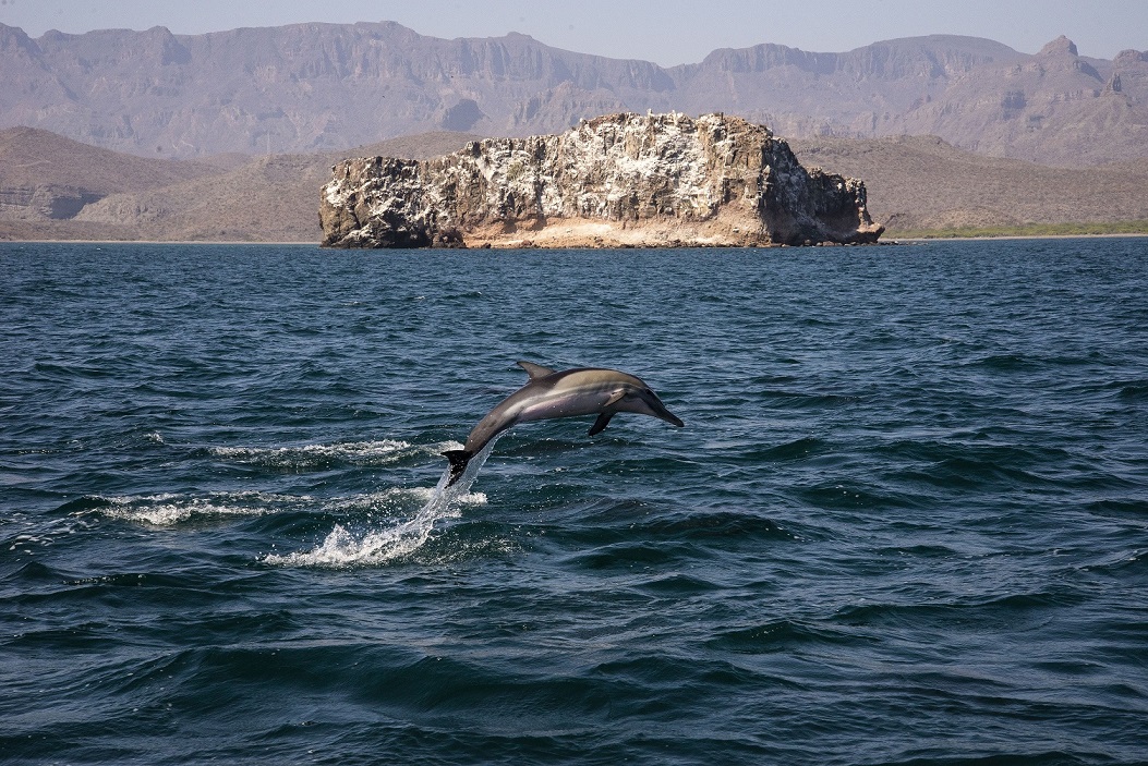 avistamiento de delfines en tour en loreto baja sur