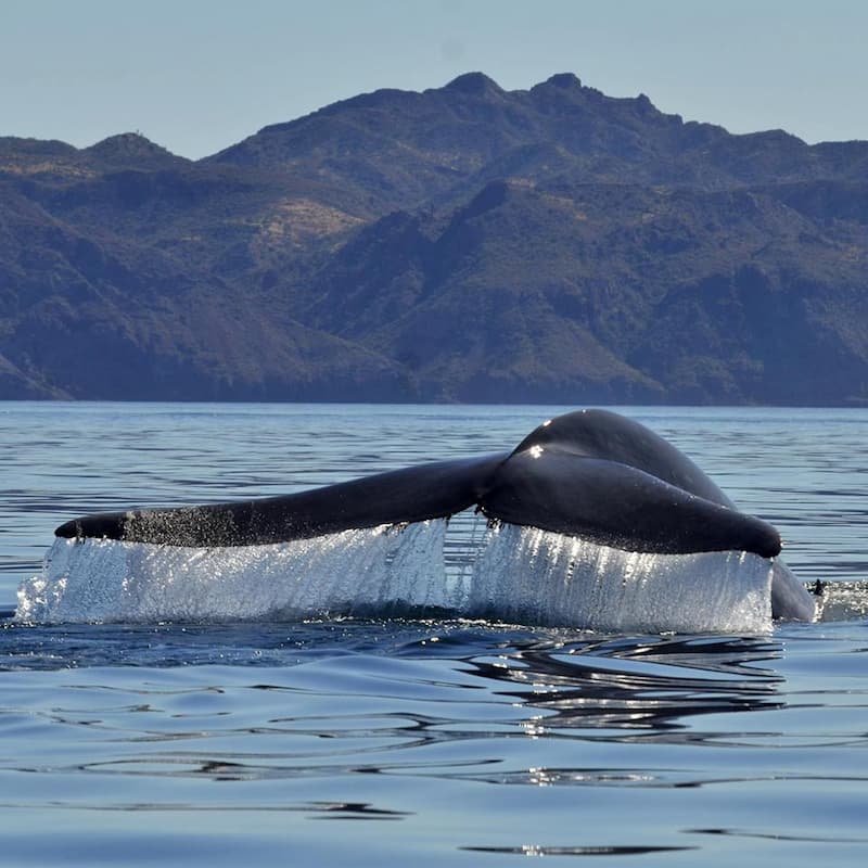 avistamiento de ballenas en loreto baja california sur